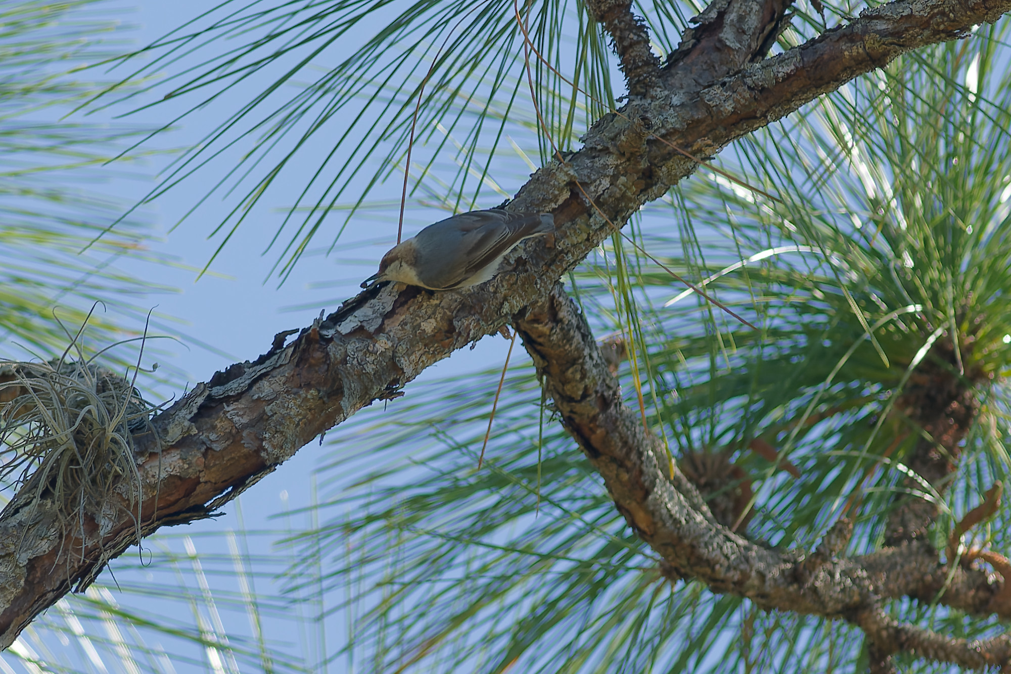 Bruinkopboomklever (Sitta pusilla)